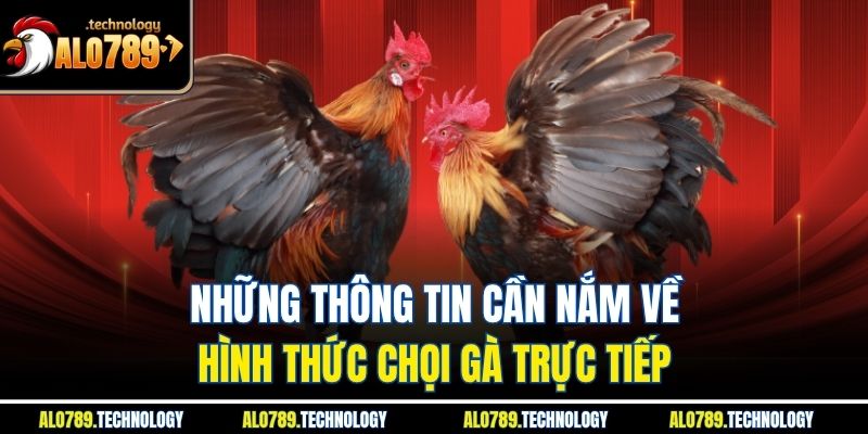 Những thông tin cần nắm về hình thức chọi gà trực tiếp